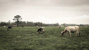 Grazing cattle